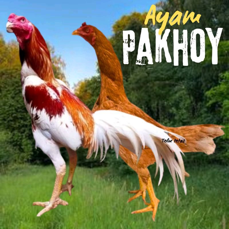 

telur ayam pakhoy full brakot bisa untuk di tetaskan 100% original