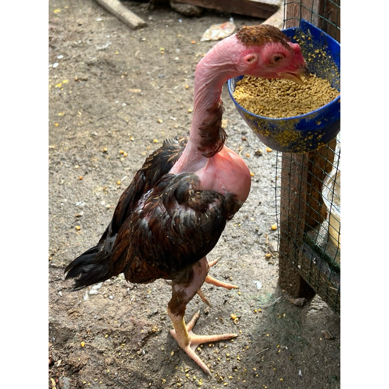 ANAKAN AYAM SAIGON ASLI UMUR 2 BULAN LEBIH JANTAN SEHAT TEGAP SANGAR