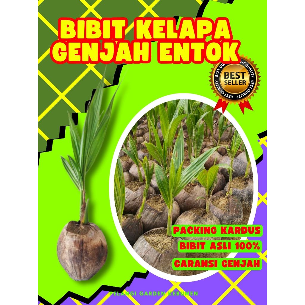 CEPAT PANEN.. Pokok Kelapa Bonsai, Pokok Kelapa Buah Besar, Pokok Kelapa Buah