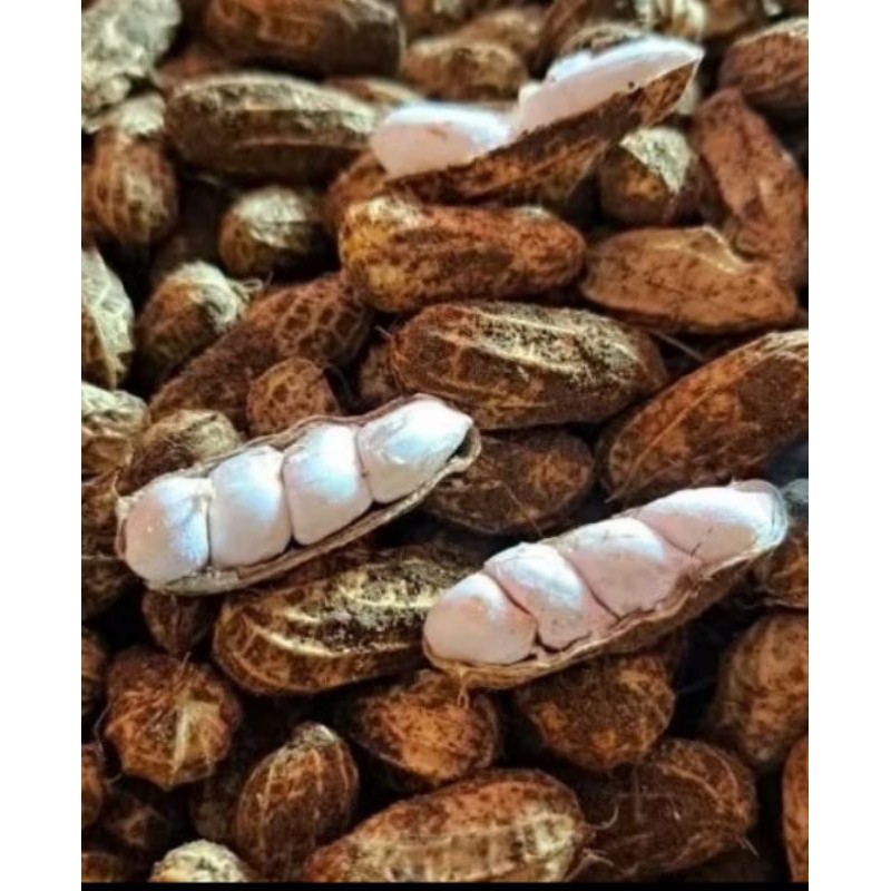 

kacang tanah 1000 grm