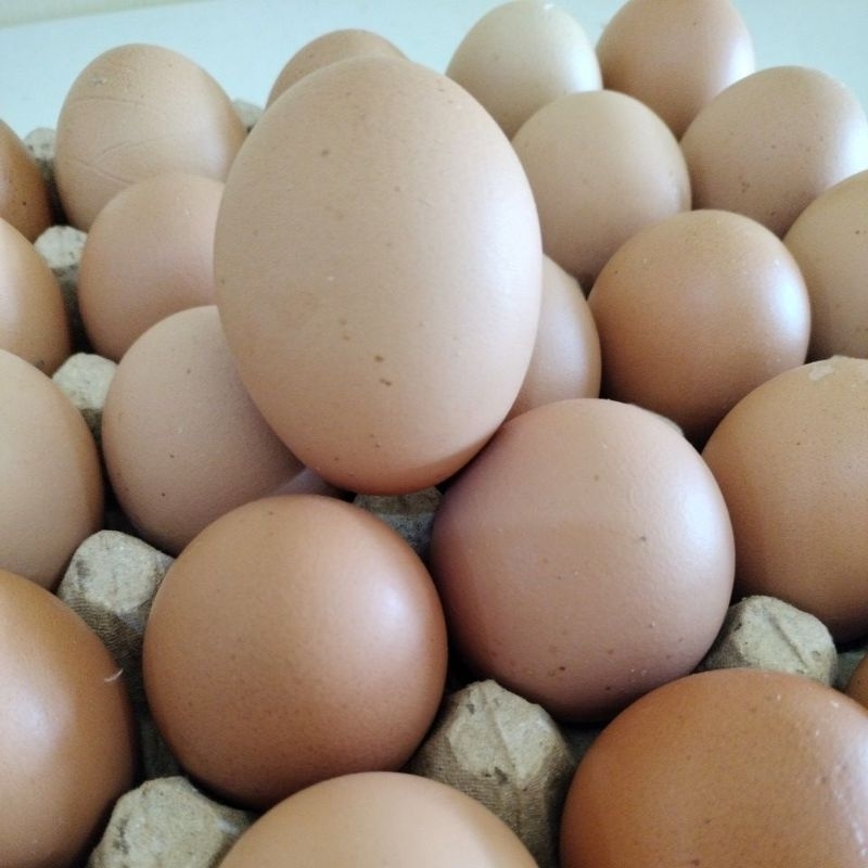 

Telur Ayam Eropa / Negeri 1Papan ( 30butir )
