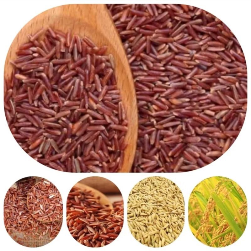 padi gabah beras merah  1 kg stok ready