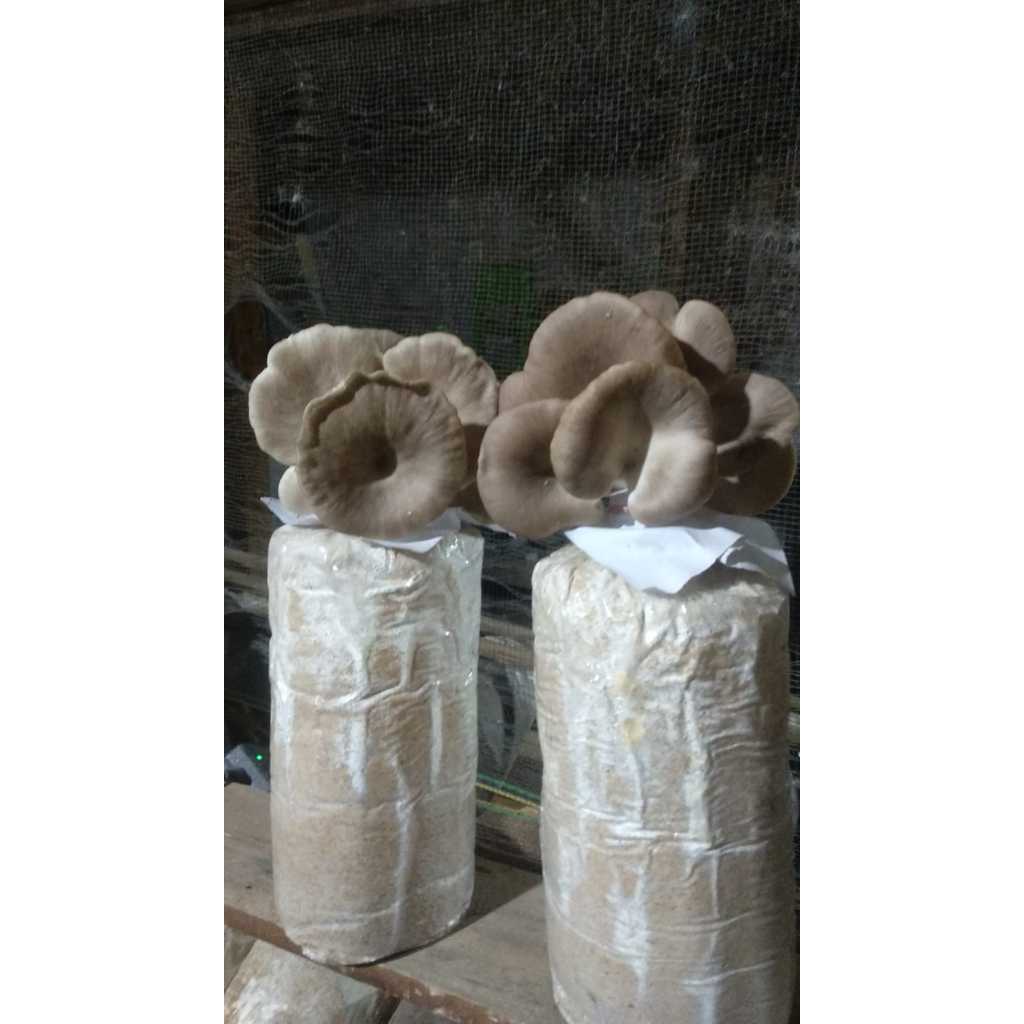

Baglog Jamur Tiram Coklat || Siap Panen || per 100 baglog