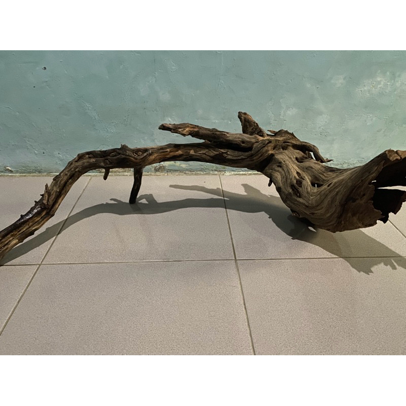 Aquascape Bonggol Kayu Santigi / Stigi Laut Dijamin Tenggelam