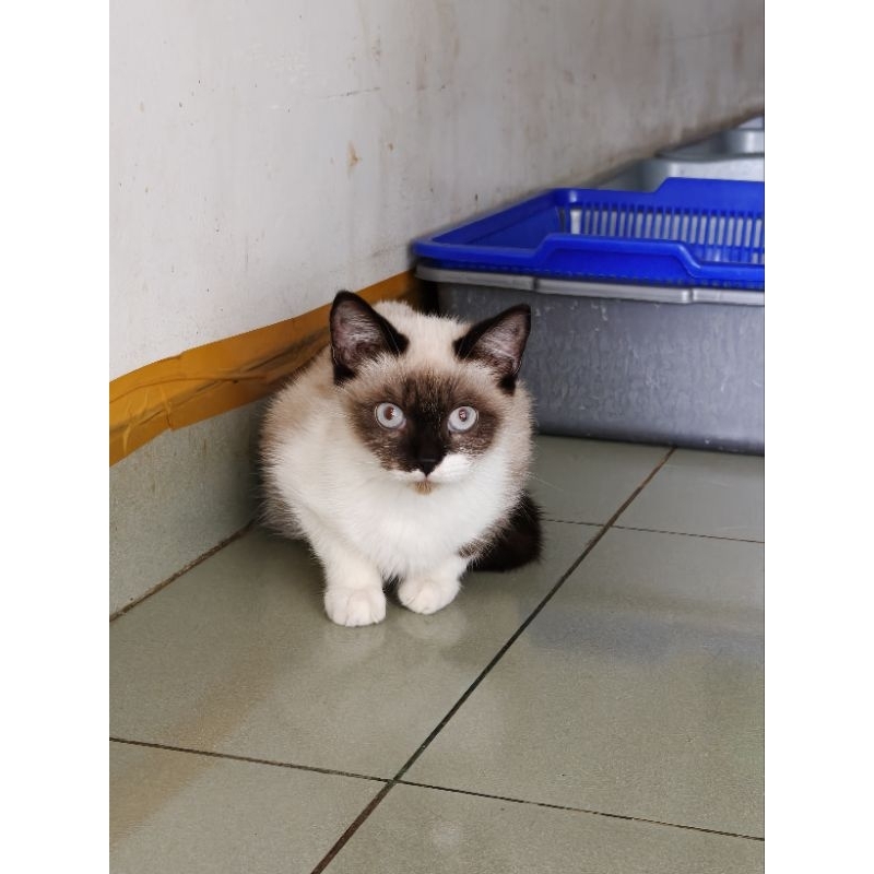 Kitten Jantan BSH mix