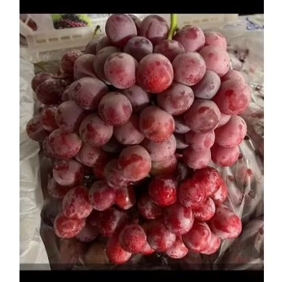 

GROSIR Anggur Merah Red Globe Import Australia