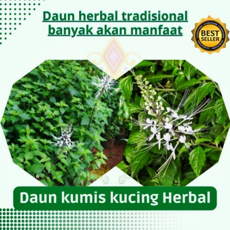 

Daun Kumis kucing/Daun Herbal Mampu menjaga kesehatan ginjal, tekanan darah, gula darah, atasi alergi, kewanitaan, dan masih banyak lagi lainnya,10Lembar