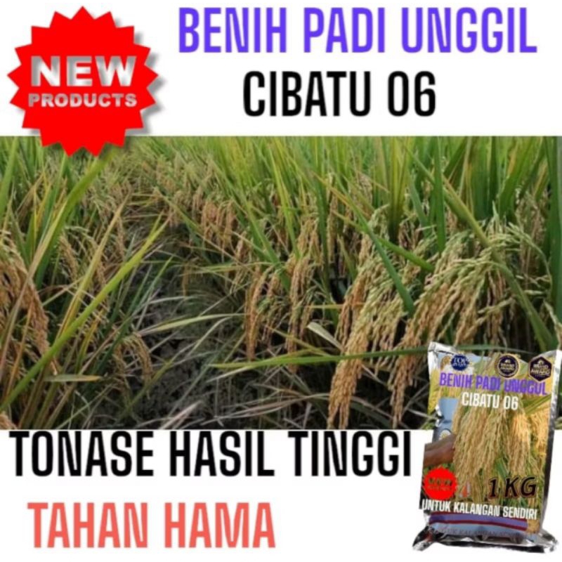 benih padi cibatu 06 1kg