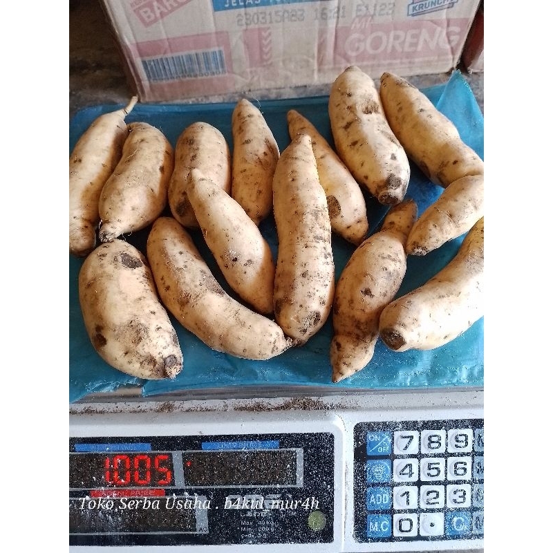 

Ubi Madu Cilembu 1 kg isi banyak 10 plus