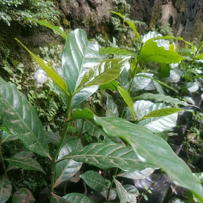 bibit kopi unggulan arabika