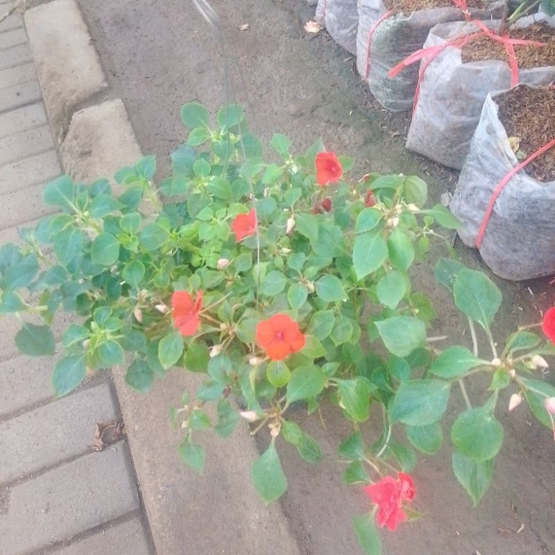 tanaman hias bunga gantung pacar air