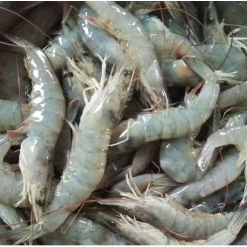 

Udang fresh segar pasar flamboyan/ udang segar pasar flamboyan/ udang vaname segar pasar flamboyan