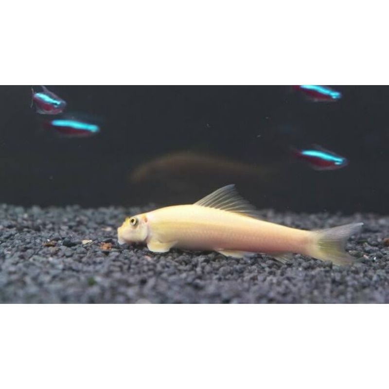 Albino CAE (Langka Chinese Algae Eater) *Instant Makassar*