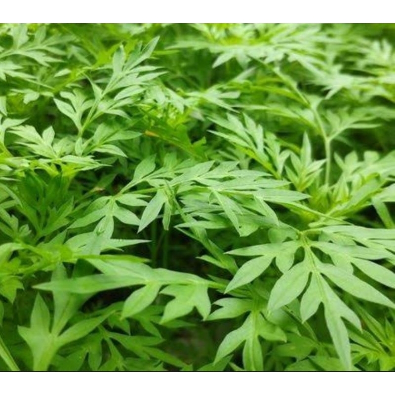 

Daun kenikir segar organik petik langsung 250 gram-az