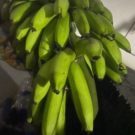 

Buah Pisang Mentah TWN GD 5 Pisang Bangkaulu