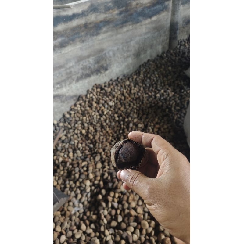 

KLUWEK KLUWAK KEPAYANG PUCUNG PICUNG BUMBU RAWON PENGIRIMAN MALANG