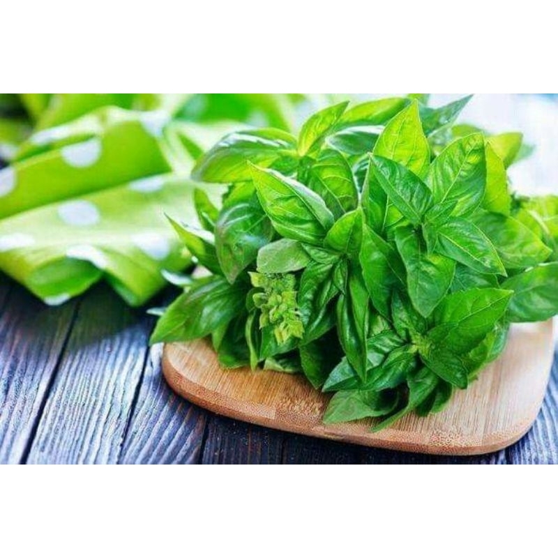 

150 Benih Kemangi – Daun Wangi & Segar, Cocok untuk Masakan & Obat Herbal