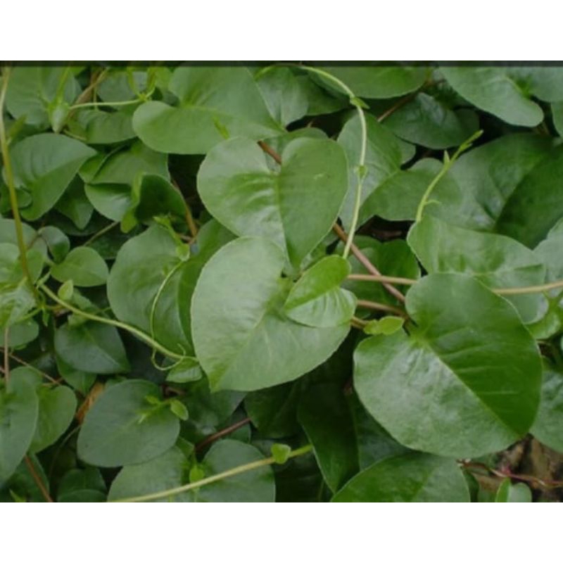 

daun binahong segar obat herbal tradisional alami 50 lembar