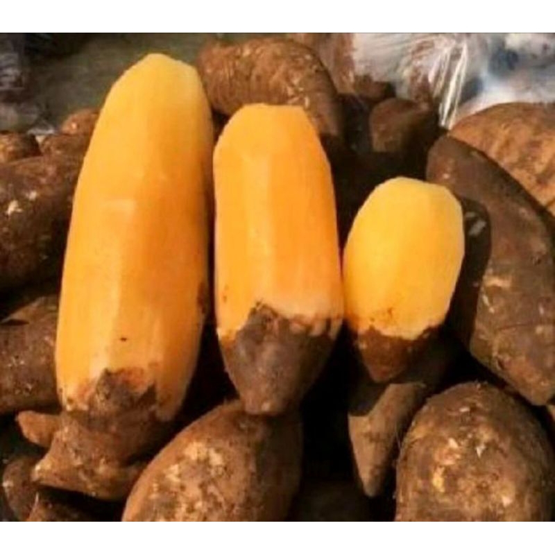 

umbi Yakon asli Wonosobo