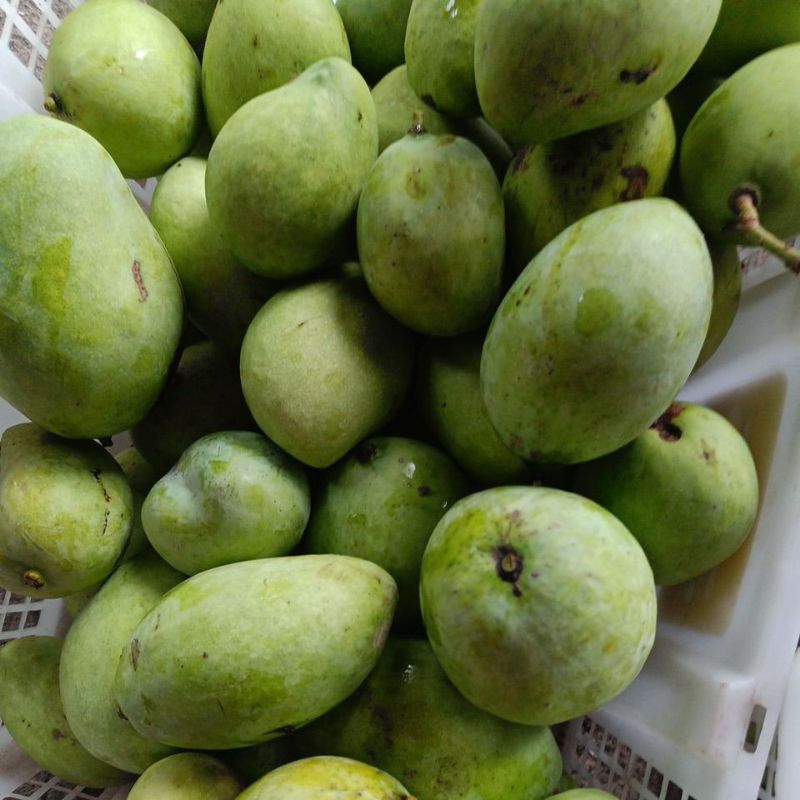 

Mangga Muda Buat Rujak Kriuk Kres Kres 1kg Rasa tidak terlalu asam( cocok untuk ngidam, rujak )