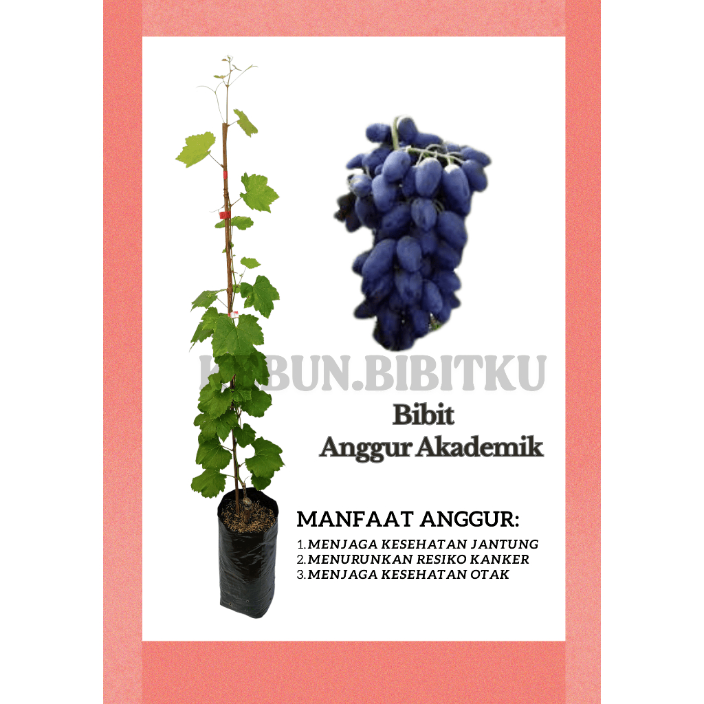

Bibit Anggur Akademik improt rasa manis murah bisa cod sudah packing kayu aman