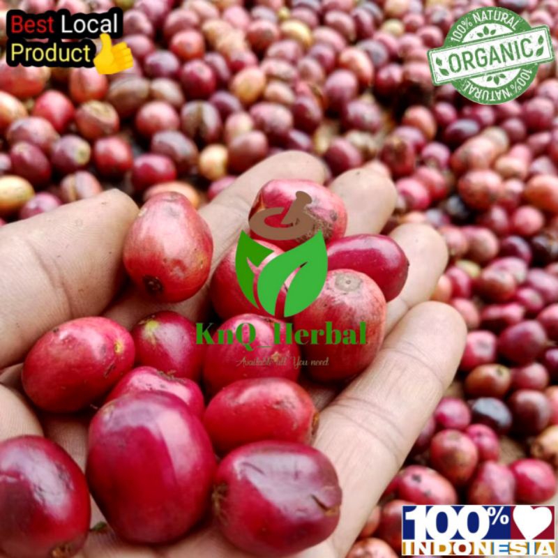 

buah kopi arabika segar 1kg buah kopi cherry segar buah kopi merah segar