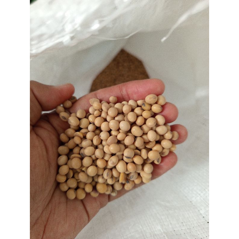 

Kacang Kedelai Super Impor Amerika