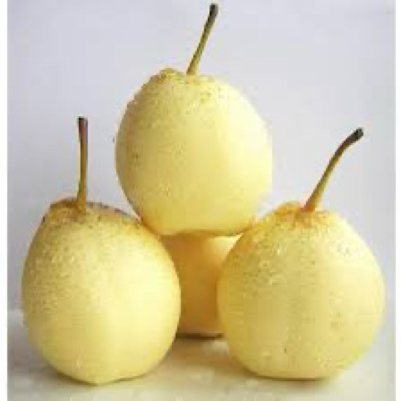 

bibit pear Asia madu