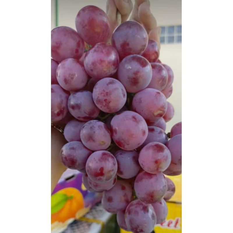 

GROSIR Termurah - Anggur Merah Super Red Globe Chile - Fresh Manis