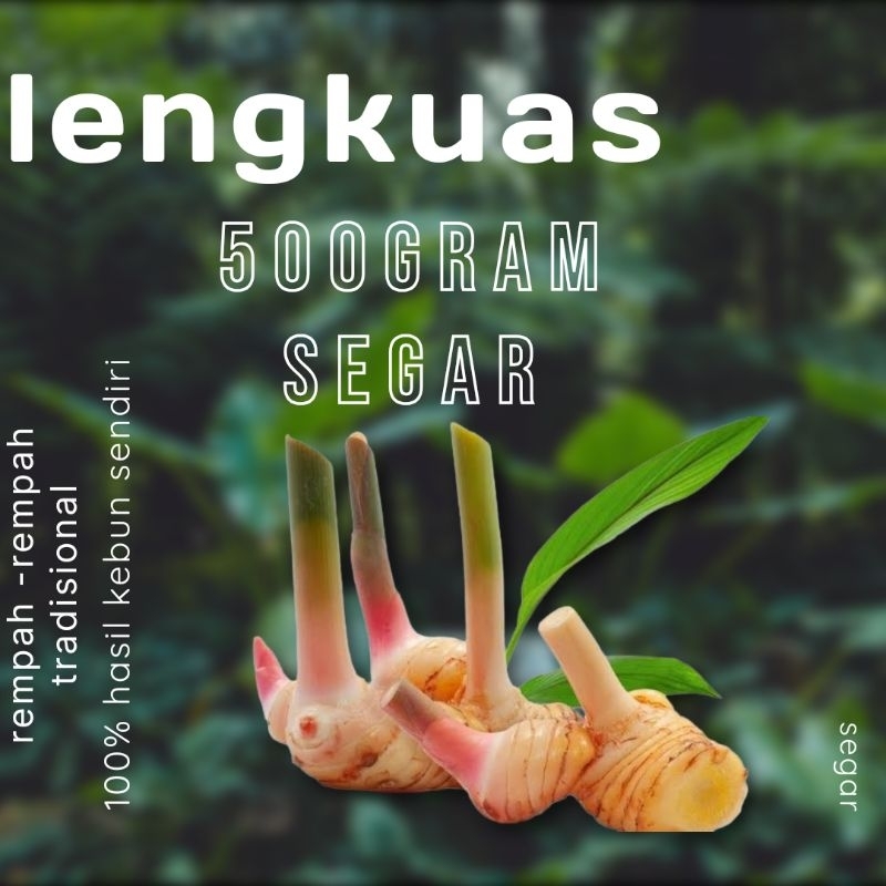 

lengkuas segar 500gram di panen ketika ada orderan masuk rempah2 tradisional