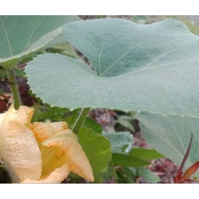 

Daun labu hijau segar petik langsung 50 lembar