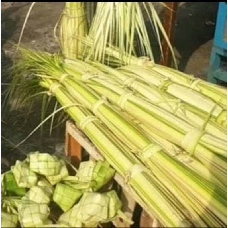 

Daun kelapa muda daun jamur segar 10 lembar