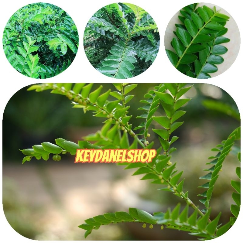 

Daun seligi segar peting langsung