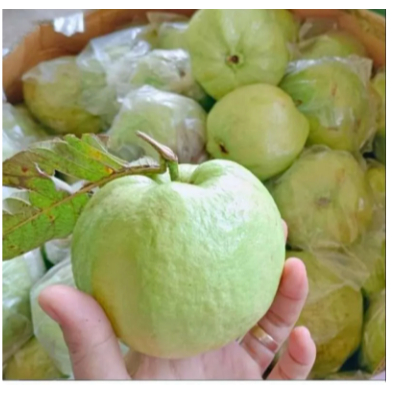 

JAMBU KRISTAL KEBUMEN GRADE A PER 2KG ISI 7