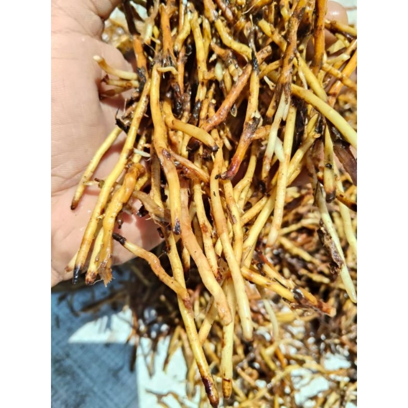 

akar pohon aren segar paket bersih 1 KG.