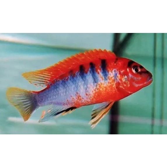 Red Top Hongi / Hiasan Aquarium / Pelengkap Aquarium / Hiasan Aquascape / Pelengkap Aquascape