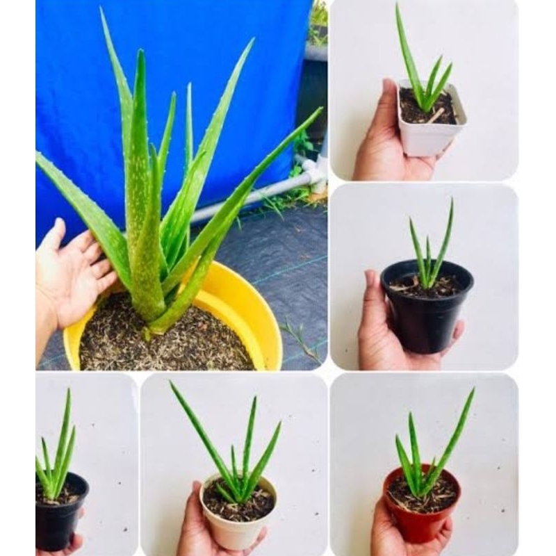 Bibit lidah buaya asli organik tinggi 30 cm siap tanam