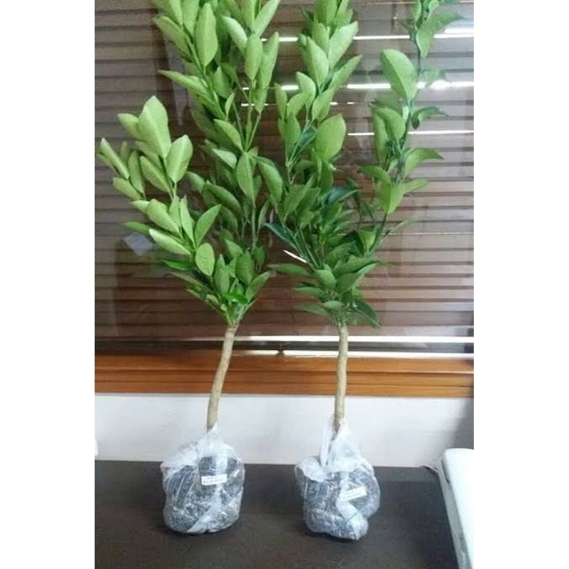 Tanaman Jeruk Kasturi | Bumitanaman | Jeruk Sonkit