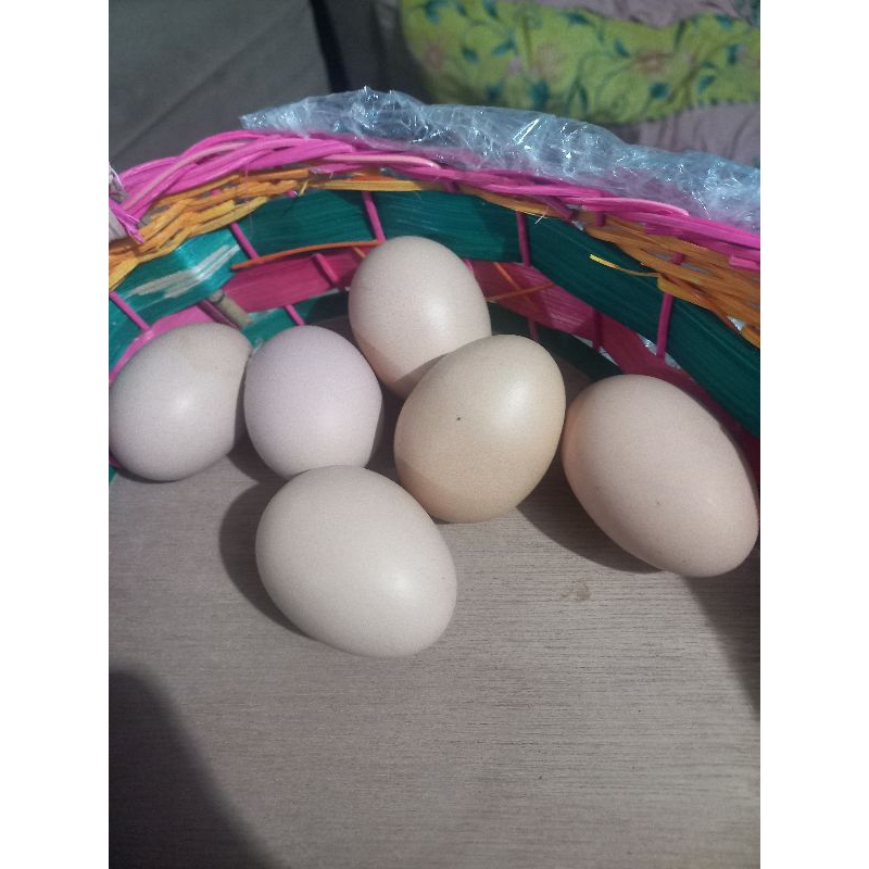 

Telur Tetas Ayam Brahma