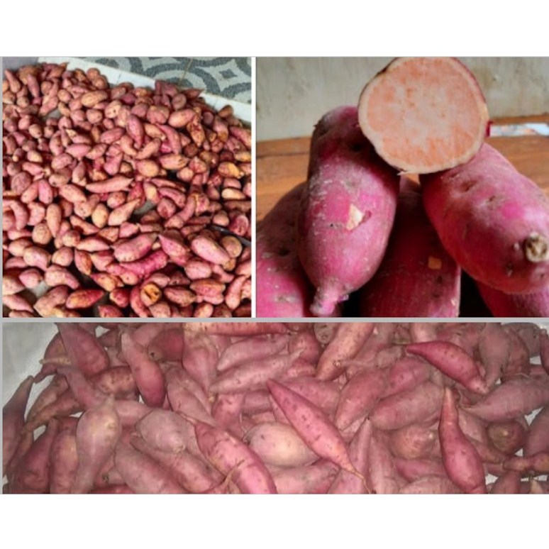 

1 Kg Ubi Orange Mentah / Ubi jalar varian orange / Boled warna orange