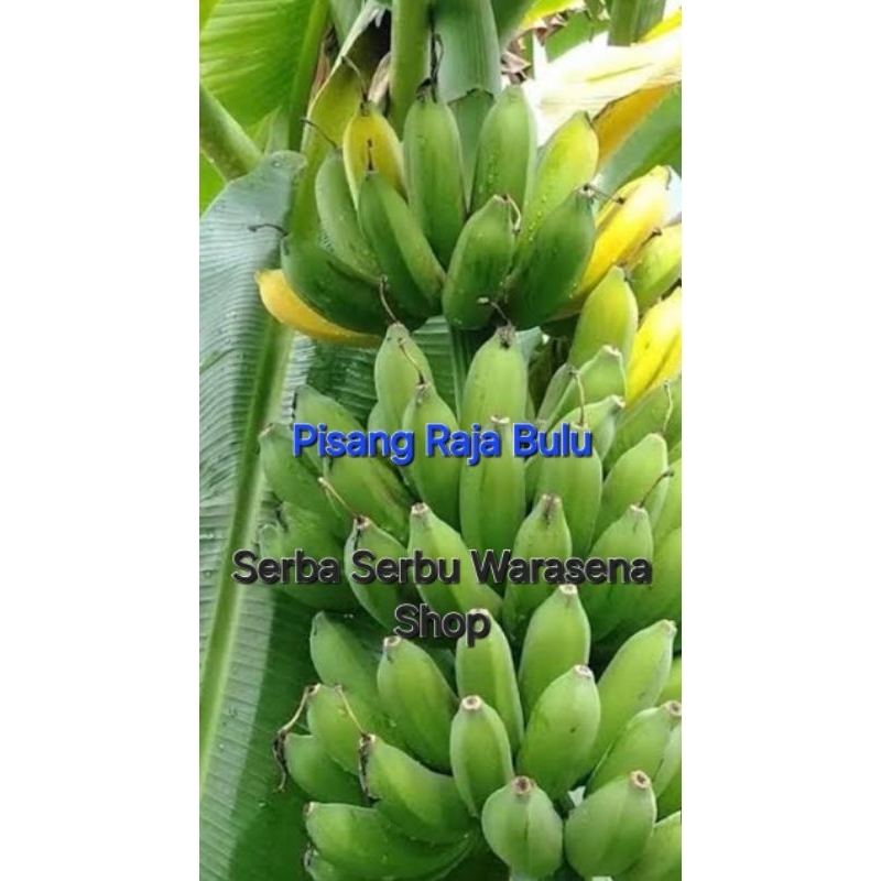 

Pisang/Gedang Raja Bulu Harga per 1 Sikat Iris