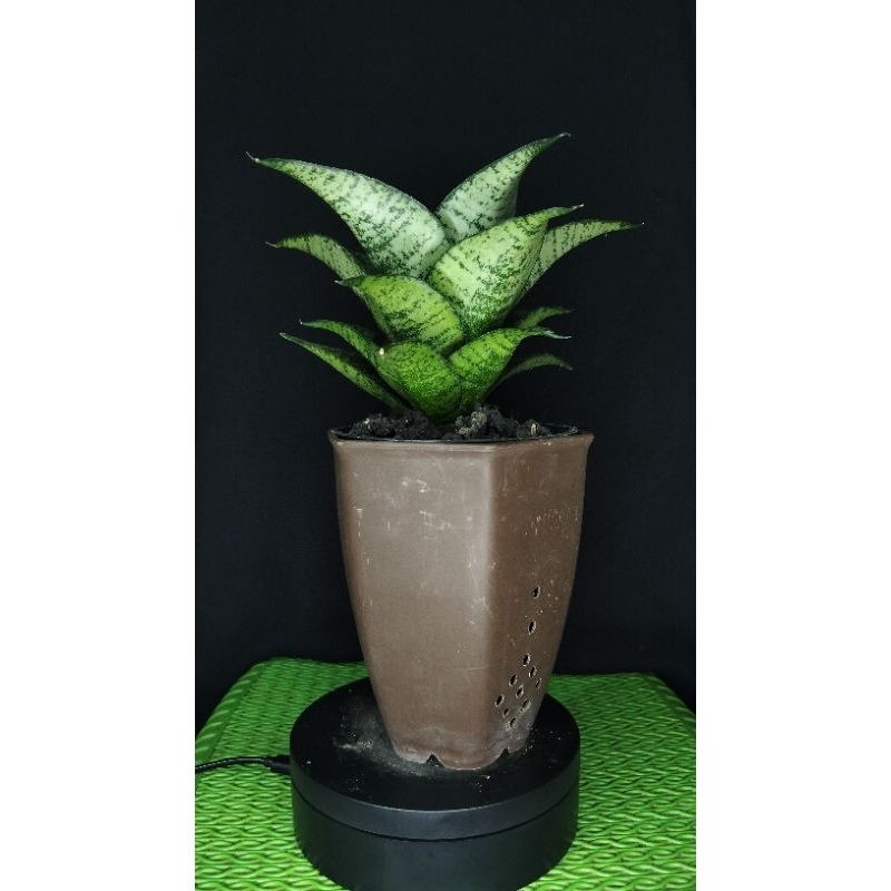 sansivera hybrid mayang