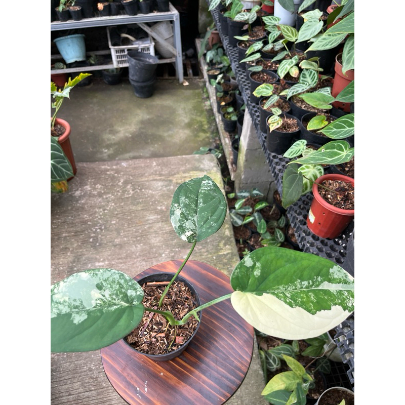 syngonium chiapense varigata