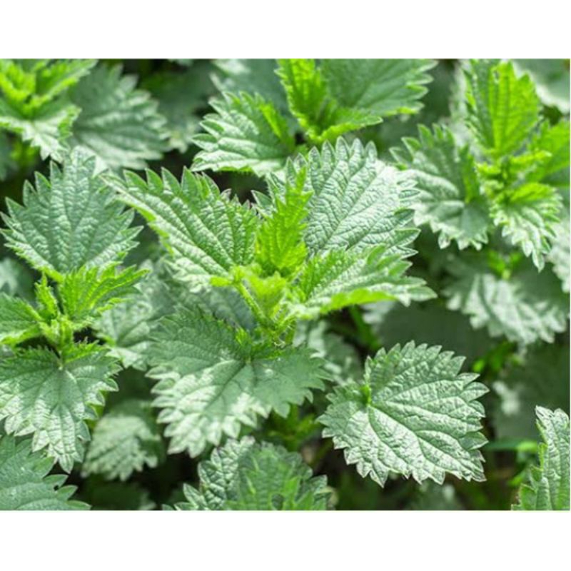 

Jual daun jelantang segar organik 250 g