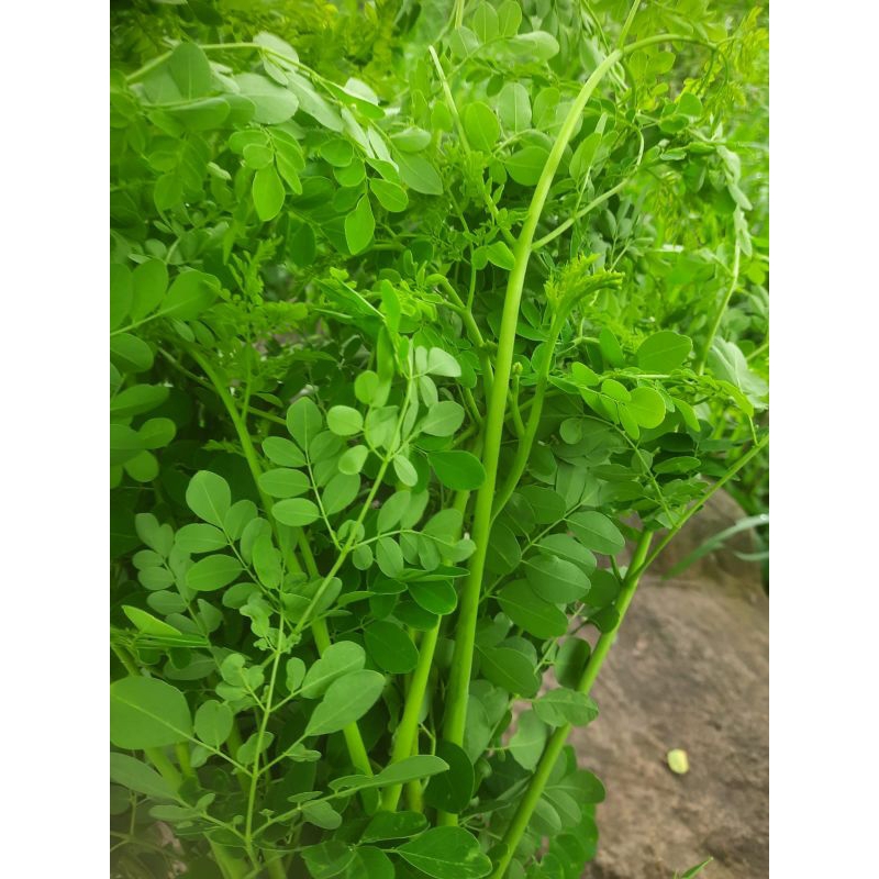 

daun kelor segar 100 gram