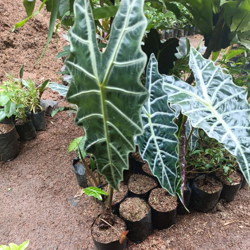 keladi amazon / keladi tengkorak