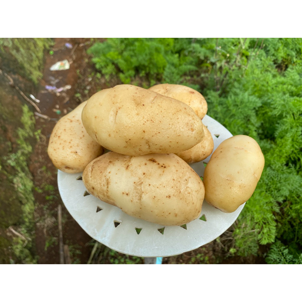 KENTANG SUPER JUMBO - 1 kg isi 3-4 Biji - KENTANG DIENG