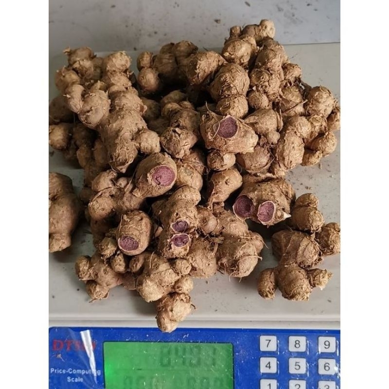 

Promo Kunyit Hitam Super Banyak Khasiat Pres 250gram