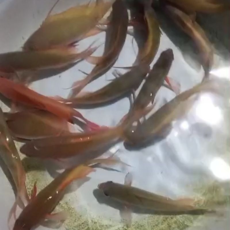 Ikan Hias Laut Anthias Merah dan Hijau