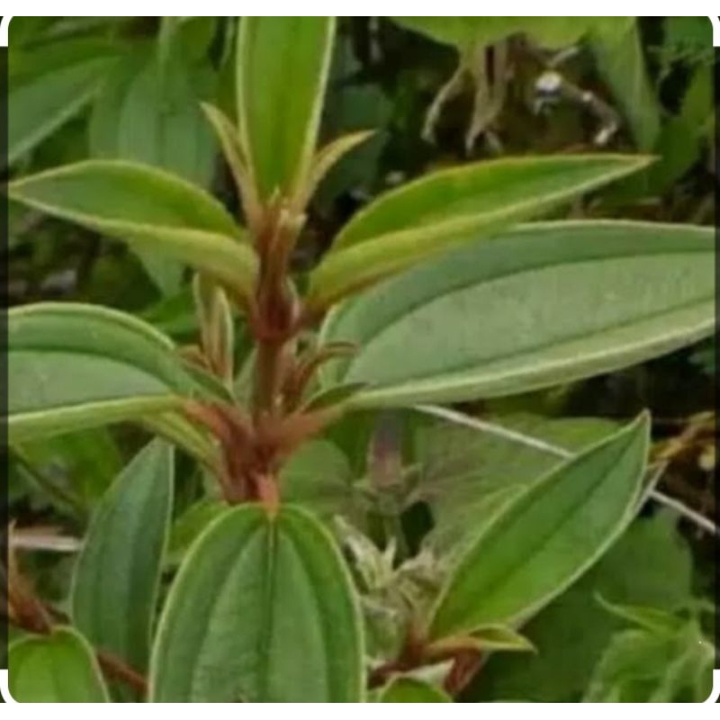 

daun harendong/ harendong senggani 100gr + bonus 5 lembar